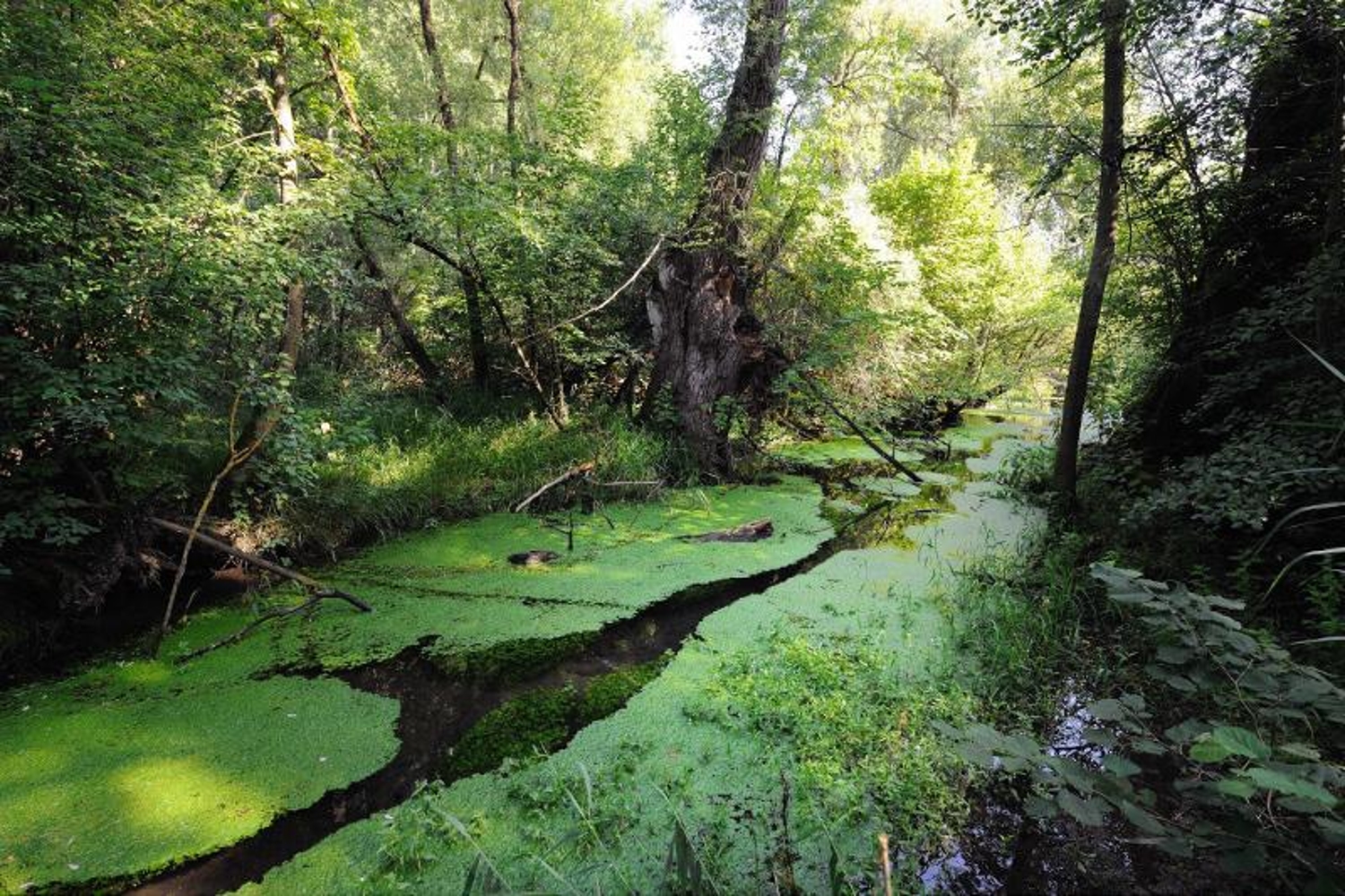 petite camargue alsacienne1